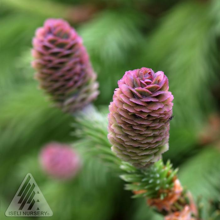 PUSCH DWARF NORWAY SPRUCE