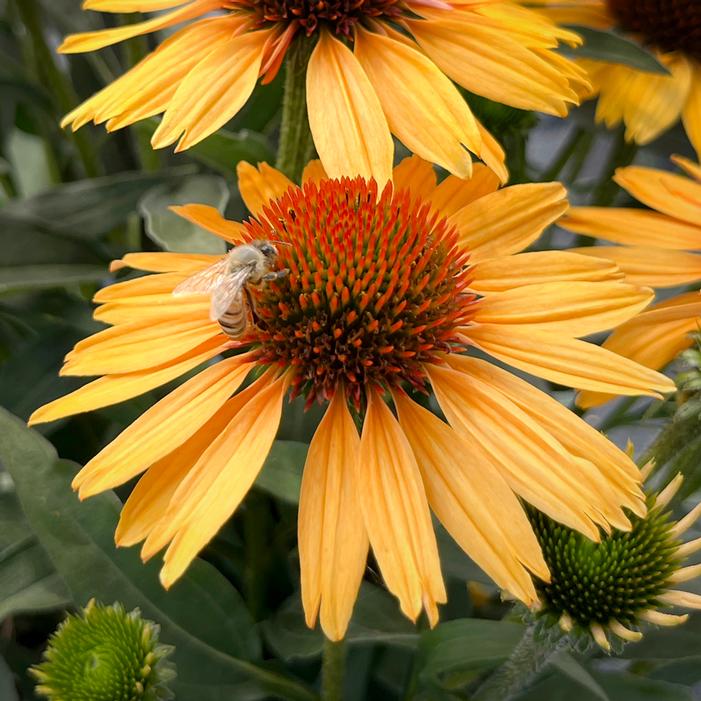 PRINCESS™ HONEY CONEFLOWER