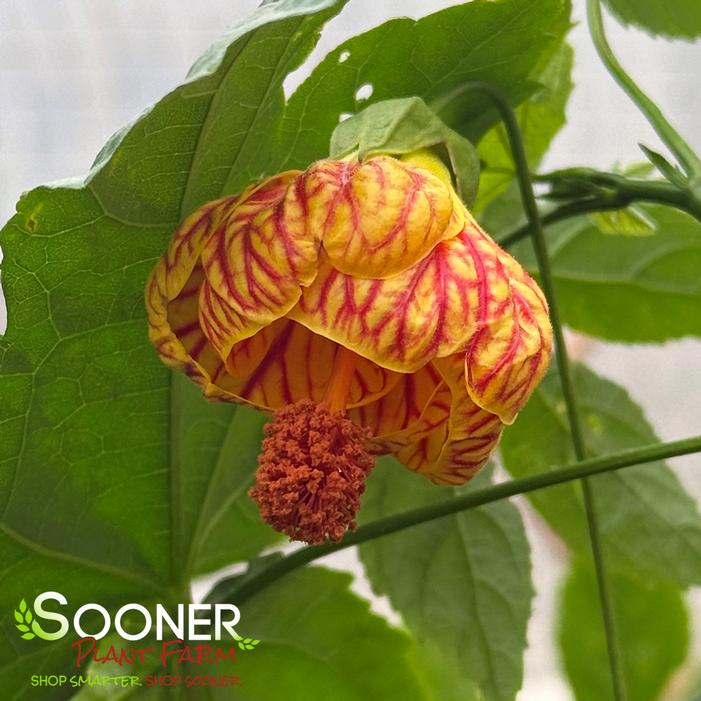 TIGER EYE FLOWERING MAPLE