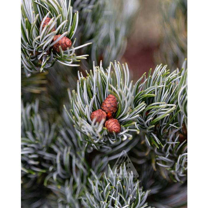 KORU JAPANESE WHITE PINE