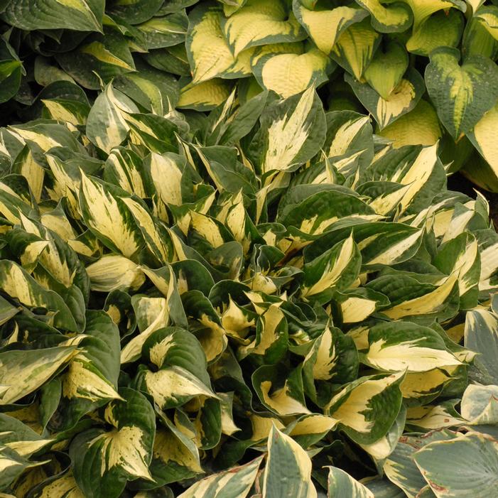 REVOLUTION HOSTA