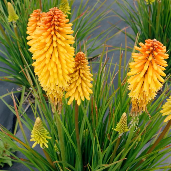 POCO™ BUTTER BRICKLE RED HOT POKER
