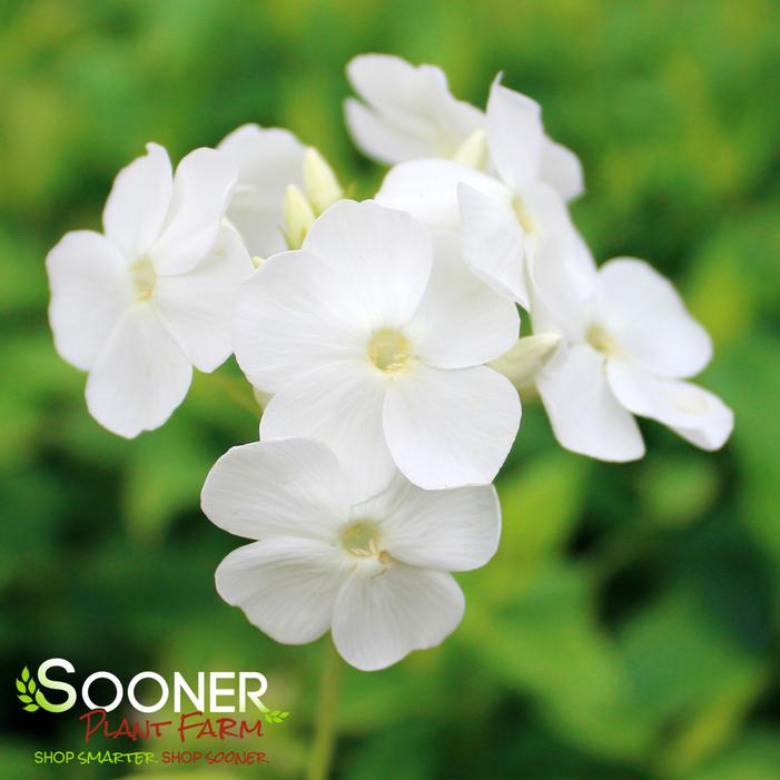 DAVID'S WHITE GARDEN PHLOX
