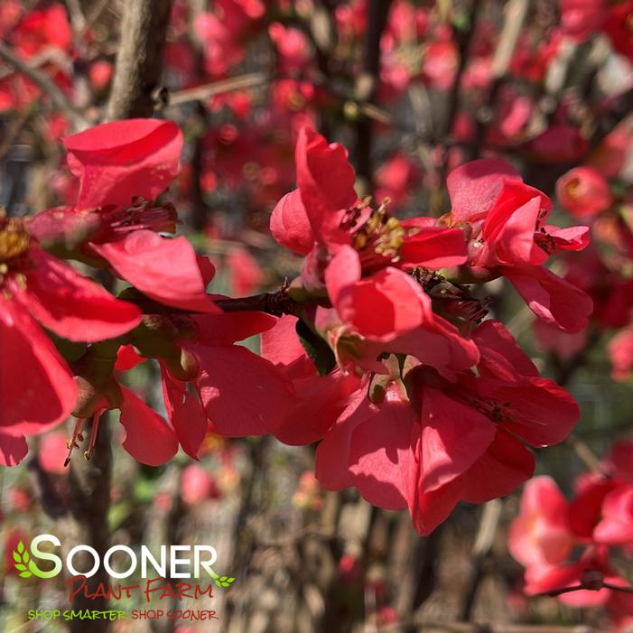 TEXAS SCARLET QUINCE