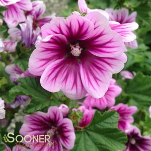 ROSE MALLOW FRENCH HOLLYHOCK