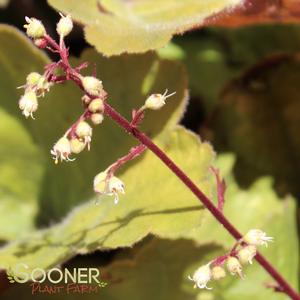 SOUTHERN COMFORT CORAL BELLS