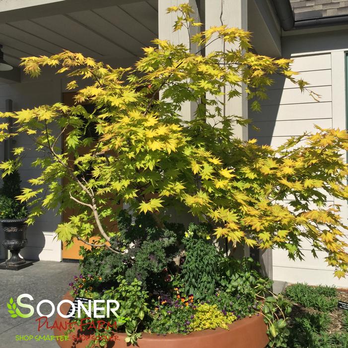 GOLDEN FULL MOON UPRIGHT JAPANESE MAPLE