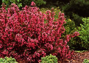 WINE & ROSES® WEIGELA