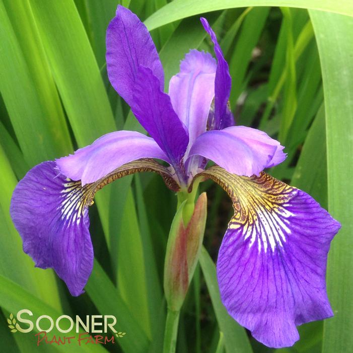 CAESER'S BROTHER SIBERIAN IRIS