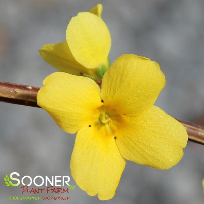 SHOW OFF® FORSYTHIA