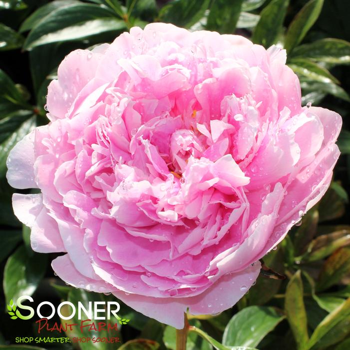 SARAH BERNHARDT GARDEN PEONY