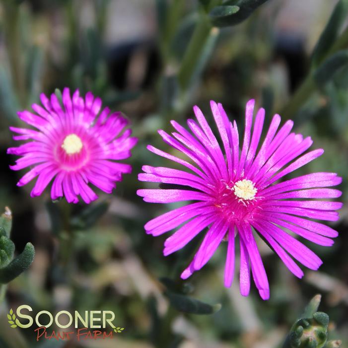 STARBURST® ICE PLANT