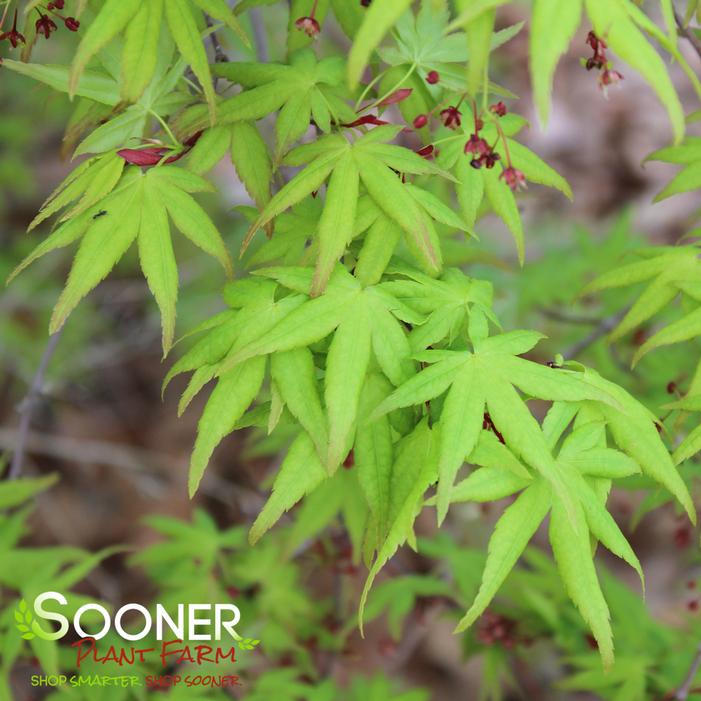 RYUSEN WEEPING JAPANESE MAPLE