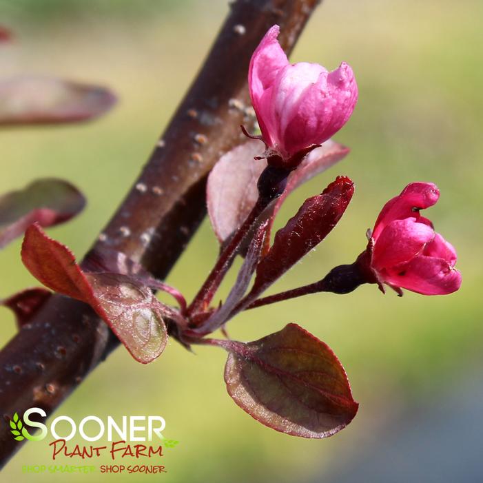 VELVET PILLAR CRABAPPLE