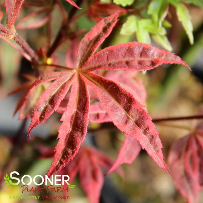 GEISHA GONE WILD UPRIGHT JAPANESE MAPLE