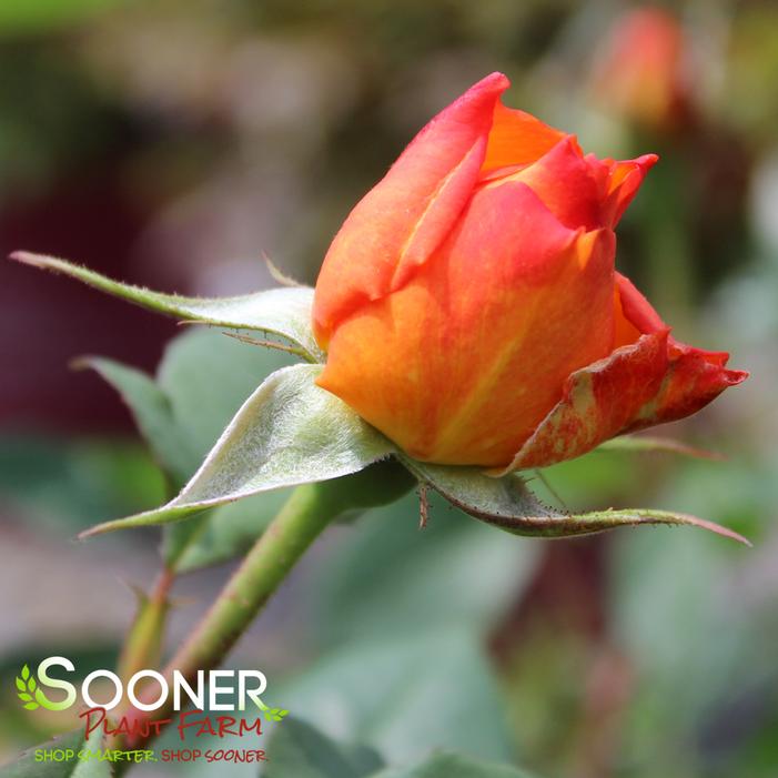 GOOD AS GOLD™ HYBRID TEA ROSE