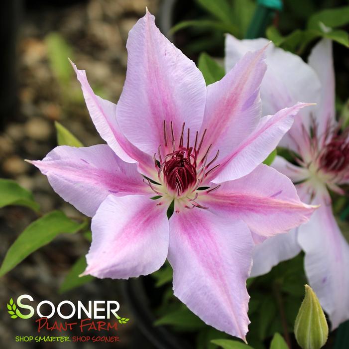 NELLY MOSER CLEMATIS