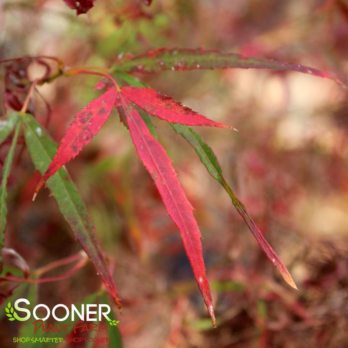 KOTO NO ITO UPRIGHT JAPANESE MAPLE