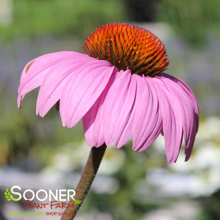MAGNUS PURPLE CONEFLOWER