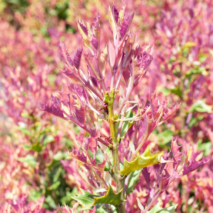 PARTY LIGHTS™ OSMANTHUS