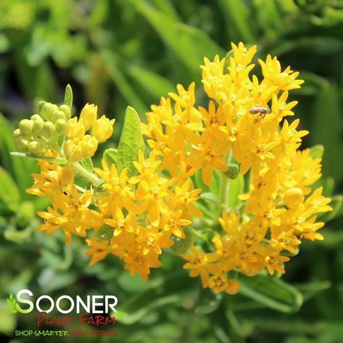 HELLO YELLOW BUTTERFLY MILKWEED
