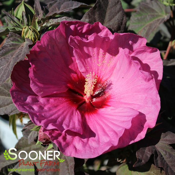 SUMMERIFIC® BERRY AWESOME HARDY HIBISCUS