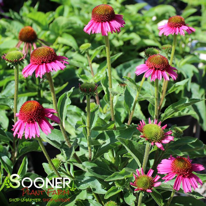 DELICIOUS CANDY CONEFLOWER