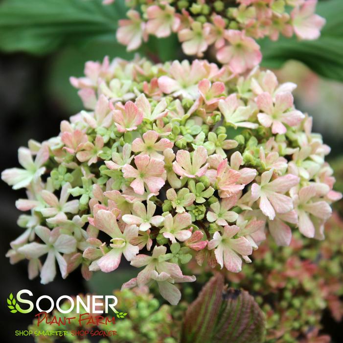 SPARKLING PINK CHAMPAGNE™ VIBURNUM