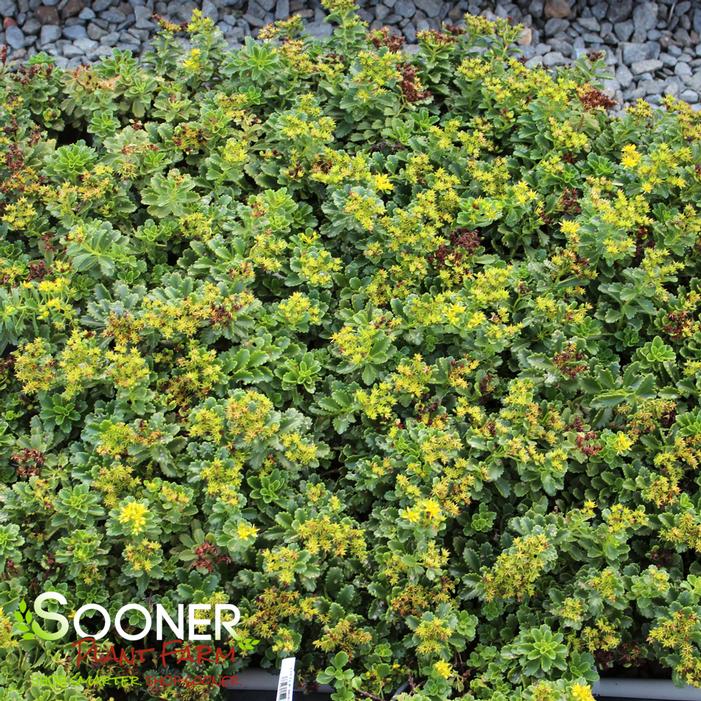 LITTLE MISS SUNSHINE SEDUM