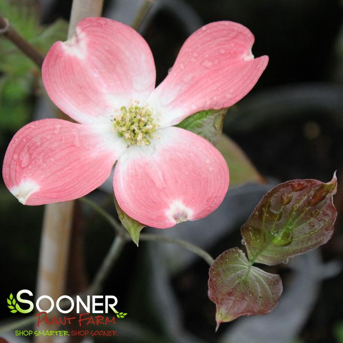 RAGIN' RED™ DOGWOOD