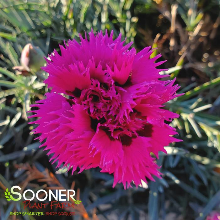 FRUIT PUNCH® SPIKED PUNCH DIANTHUS