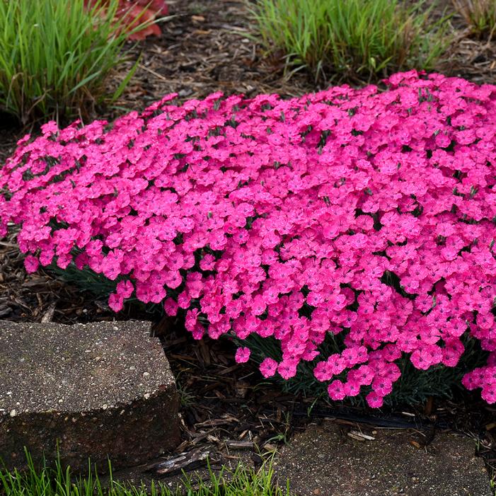 PAINT THE TOWN MAGENTA DIANTHUS
