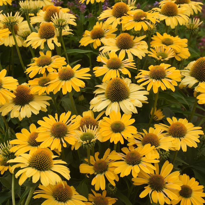 COLOR CODED® YELLOW MY DARLING CONEFLOWER