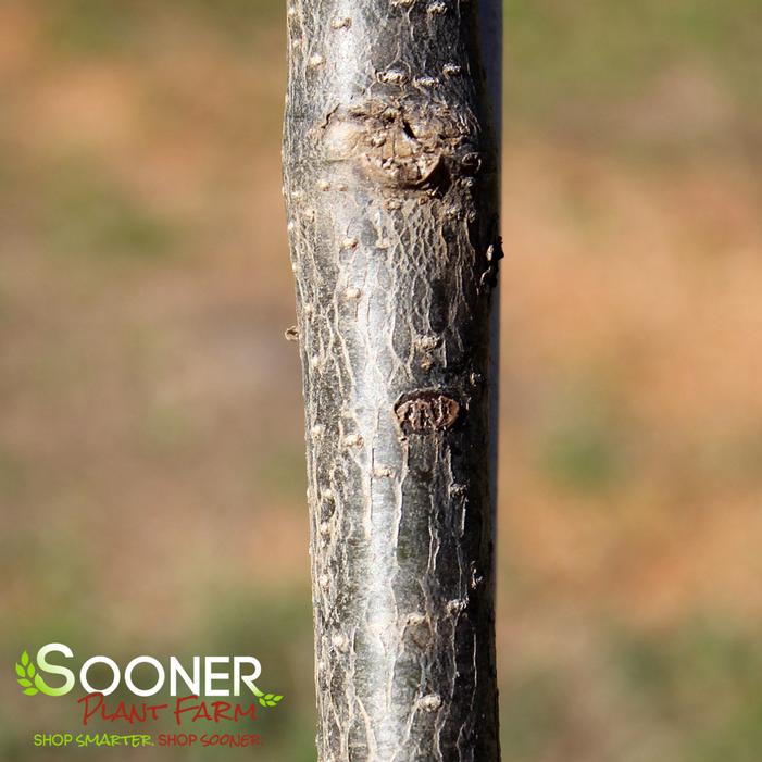 PEKING SUMMER CHARM JAPANESE TREE LILAC