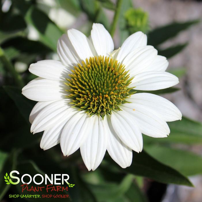 KISMET® WHITE CONEFLOWER