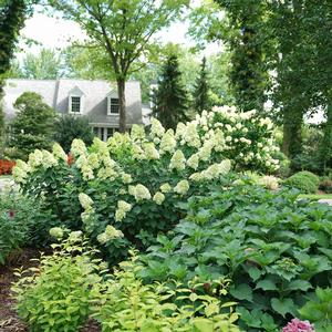 LIMELIGHT PRIME® HYDRANGEA