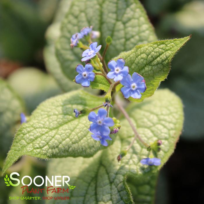 STERLING SILVER BRUNNERA