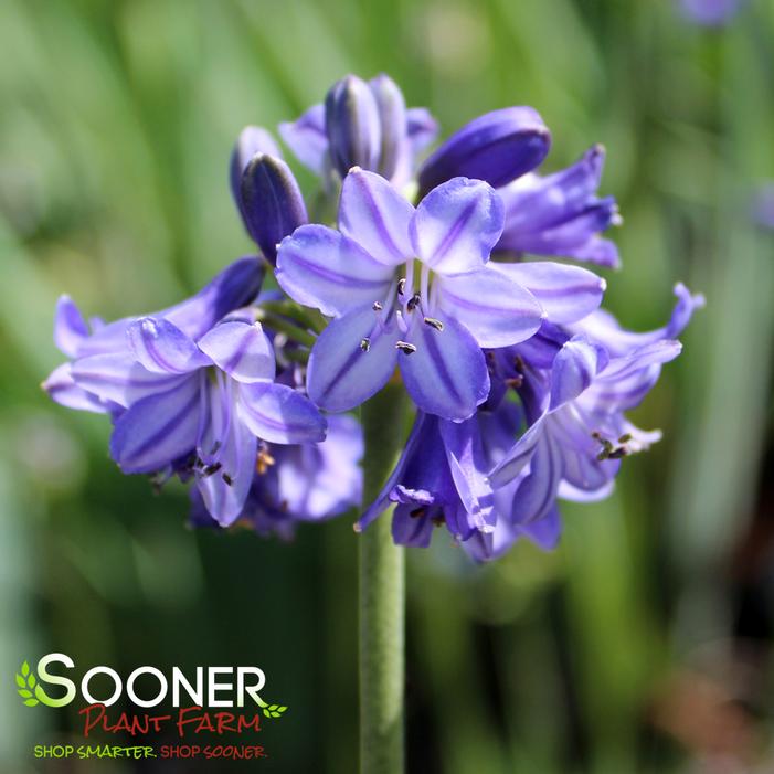 GALAXY BLUE LILY OF THE NILE