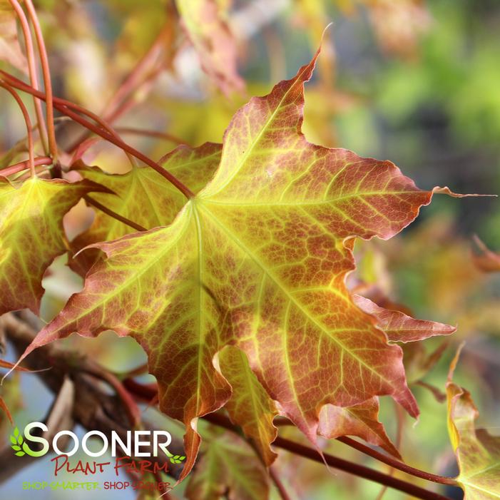 SUPER DRAGON® SHANTUNG MAPLE