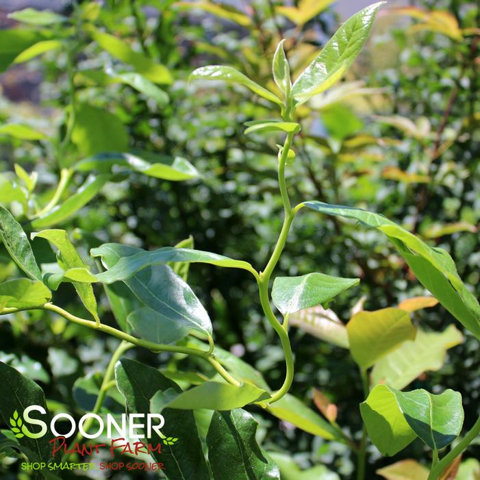 ZYDECO TWIST BLACKGUM