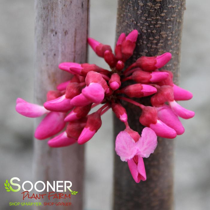 TENNESSEE PINK REDBUD