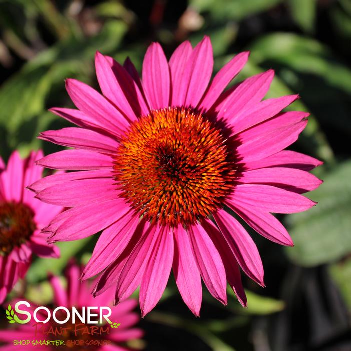 GREEN EYES CONEFLOWER