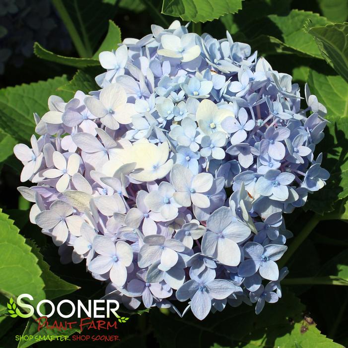 iBLOOM® AZURE SKIES™ HYDRANGEA