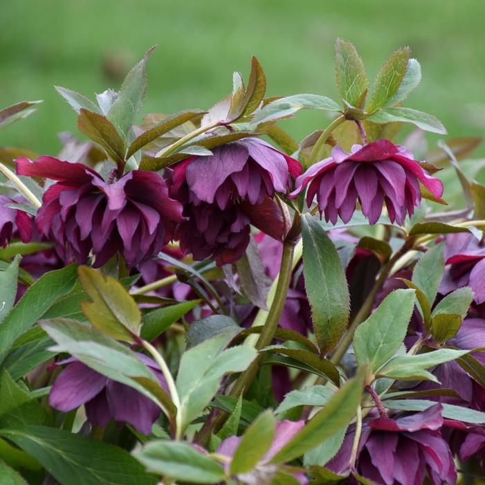 WEDDING PARTY® TRUE LOVE LENTEN ROSE