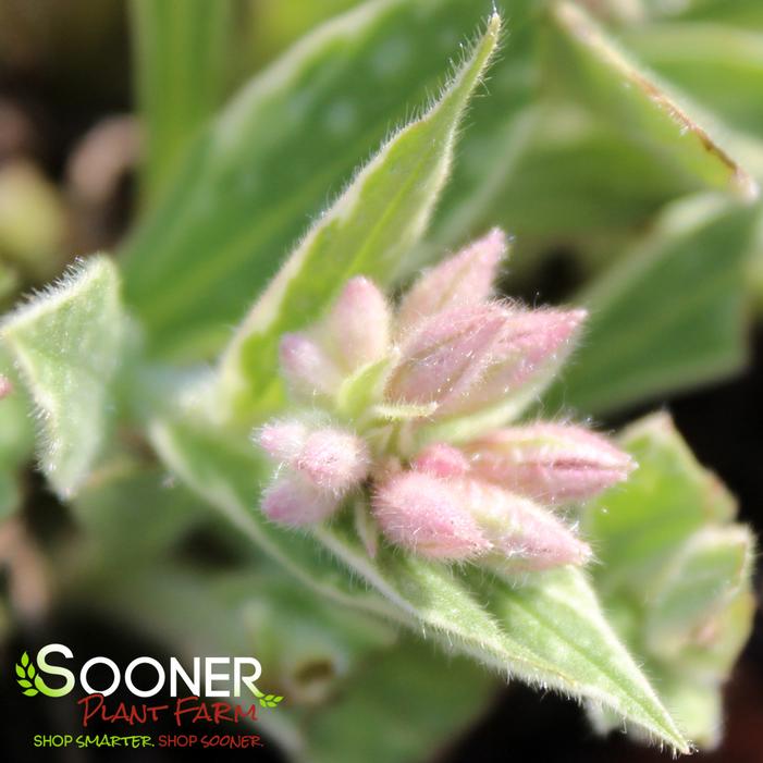 RASPBERRY FROST LUNGWORT