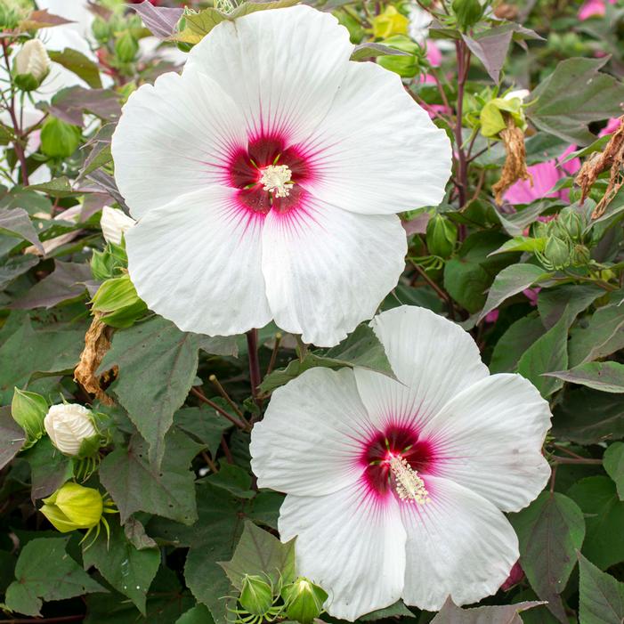 HEAD OVER HEELS® DREAM™ HARDY HIBISCUS