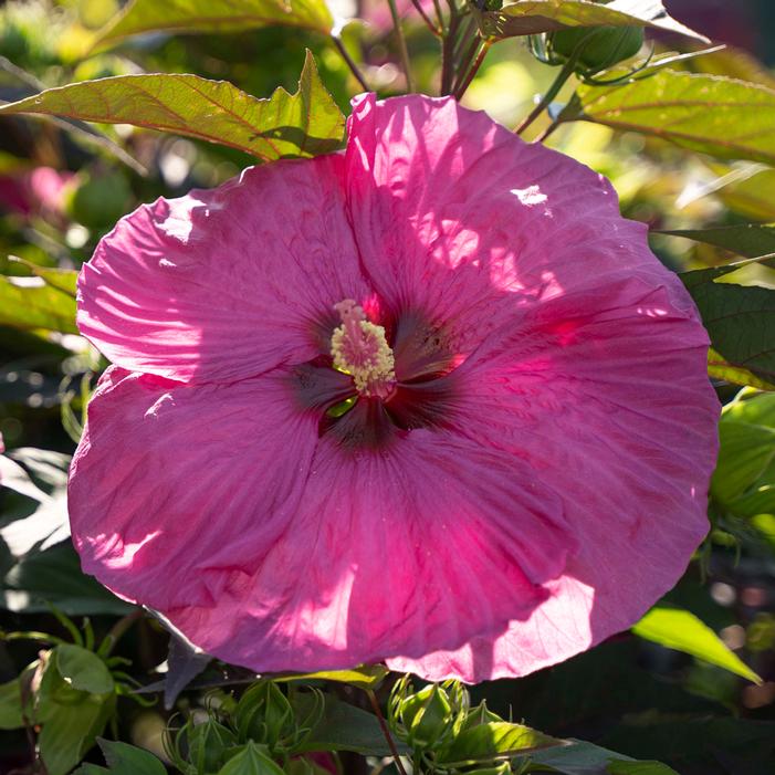 HEAD OVER HEELS® PASSION™ HARDY HIBISCUS