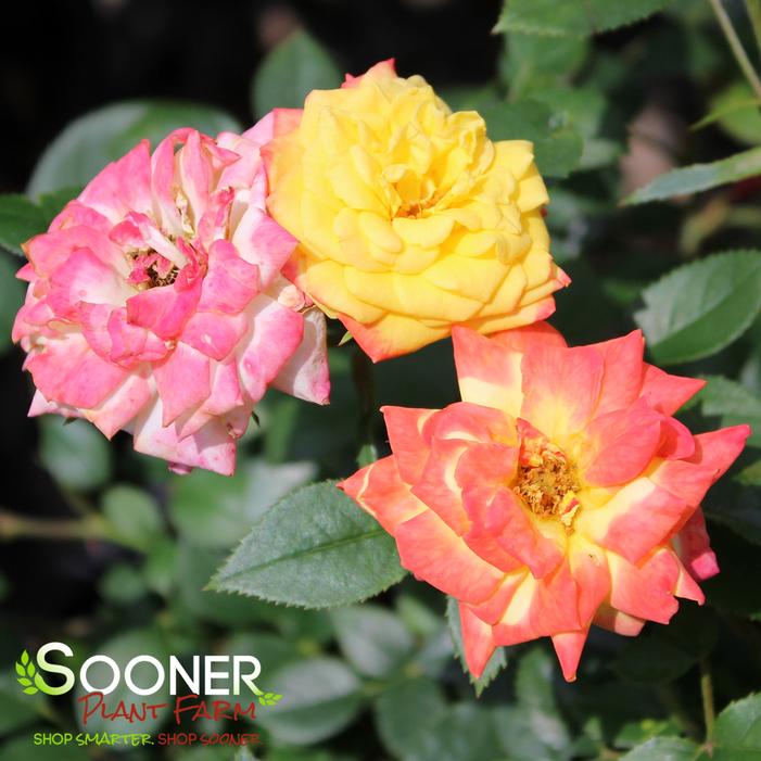 RAINBOW'S END™ MINIATURE ROSE