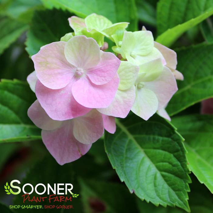 FROGGIE™ HYDRANGEA