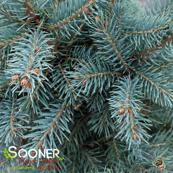 COLORADO BLUE SPRUCE